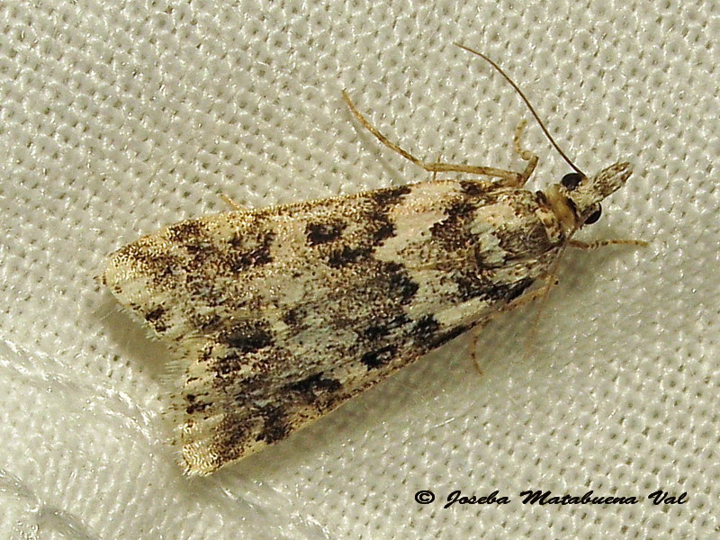 Eudonia sp. - Crambidae ? S: Eudonia lineola